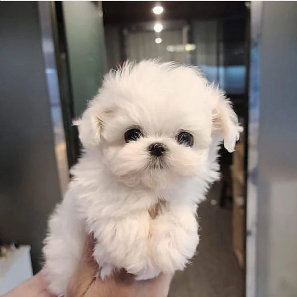 Vendo cuccioli di maltese