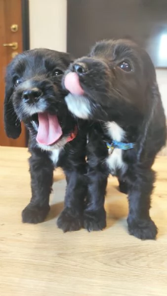 Cocker