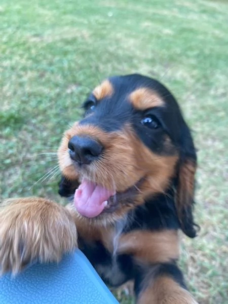 Cocker | Foto 2