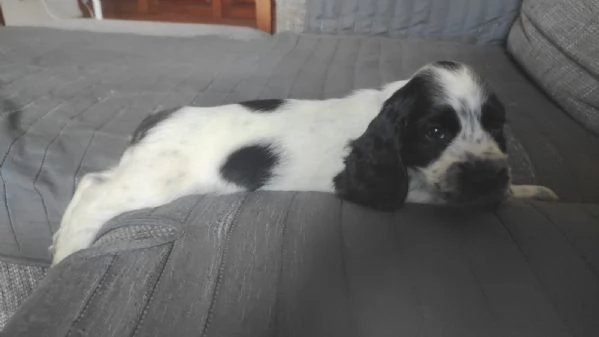 Cocker | Foto 0