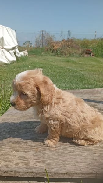 Cuccioli di Maltipoo | Foto 2