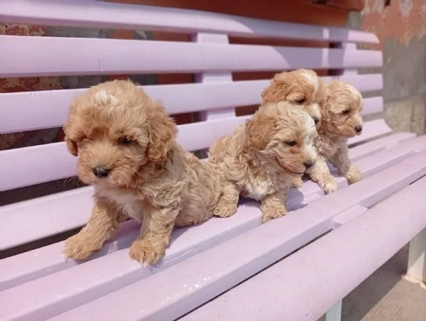 Cuccioli di Maltipoo | Foto 0