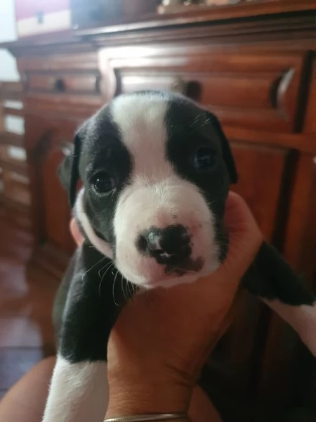 cucciolo 