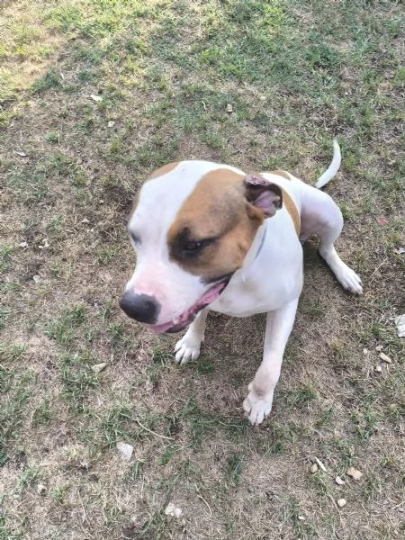 American Bully XXL  Chanel quasi 2 anni | Foto 6