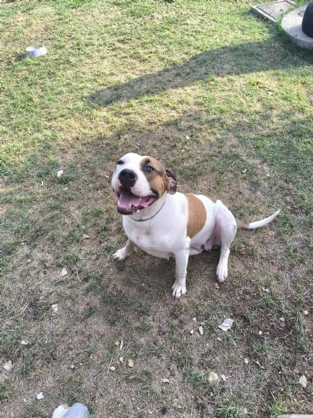American Bully XXL  Chanel quasi 2 anni
