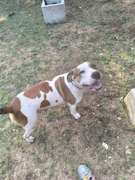 American Bully XXL  Chanel quasi 2 anni | Foto 5