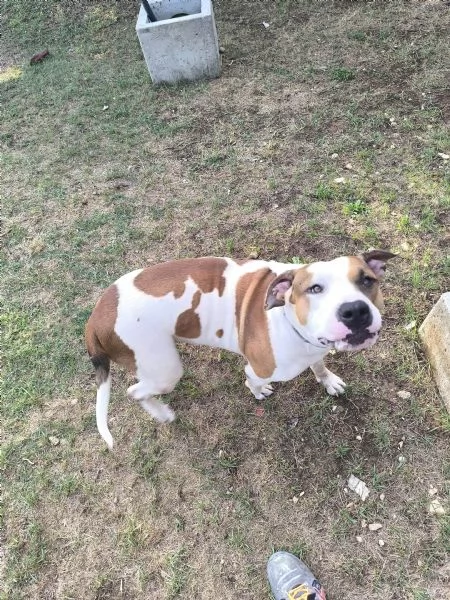 American Bully XXL  Chanel quasi 2 anni | Foto 4