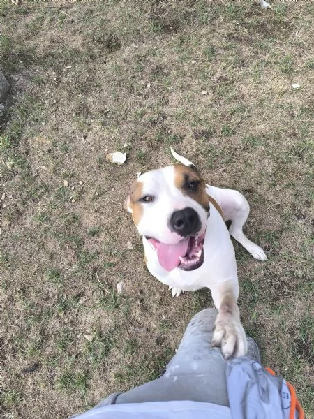 American Bully XXL  Chanel quasi 2 anni | Foto 3