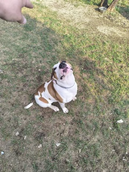 American Bully XXL  Chanel quasi 2 anni | Foto 2