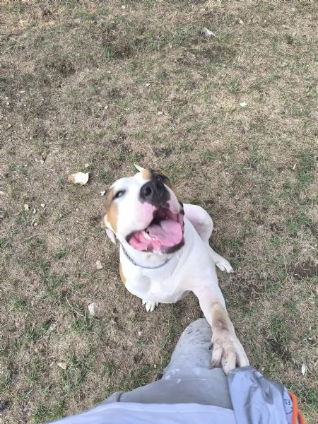 American Bully XXL  Chanel quasi 2 anni | Foto 1