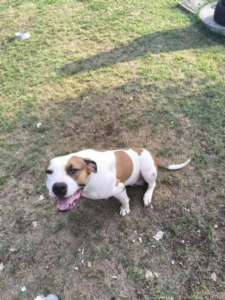 American Bully XXL  Chanel quasi 2 anni | Foto 0
