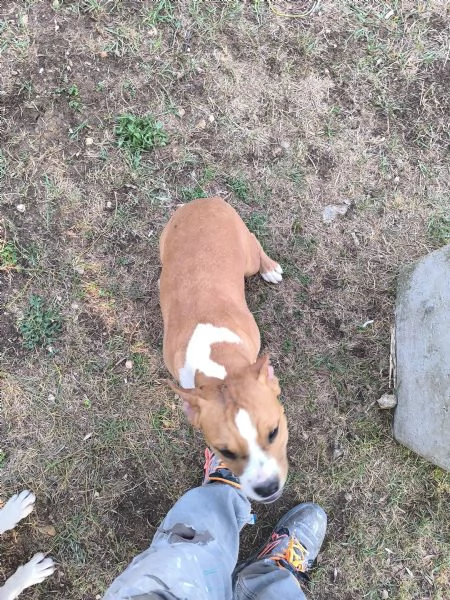 Amstaff di 7 mesi con pedigree  Femmina di nome Kira | Foto 3