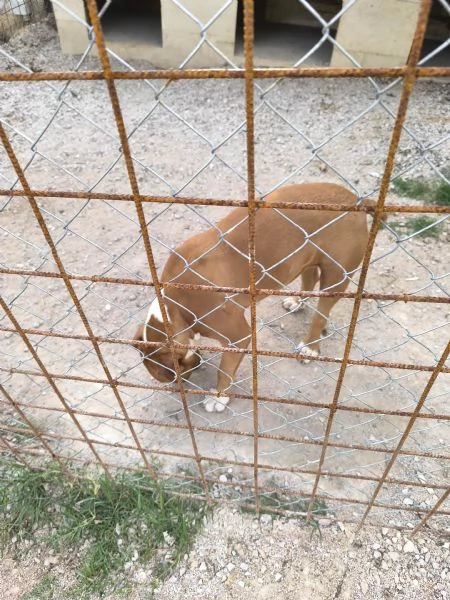 Amstaff di 7 mesi con pedigree  Femmina di nome Kira | Foto 2