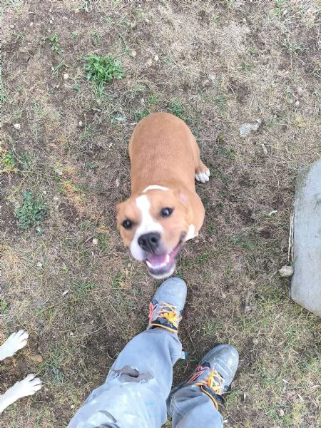 Amstaff di 7 mesi con pedigree  Femmina di nome Kira | Foto 1
