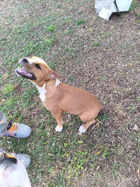 Amstaff di 7 mesi con pedigree  Femmina di nome Kira