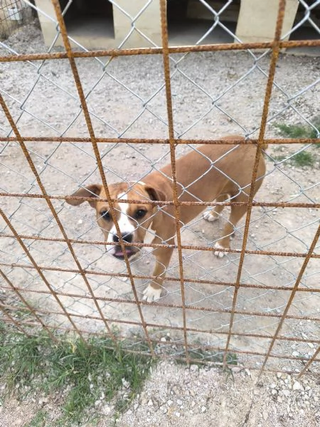 Amstaff di 7 mesi con pedigree  Femmina di nome Kira | Foto 0