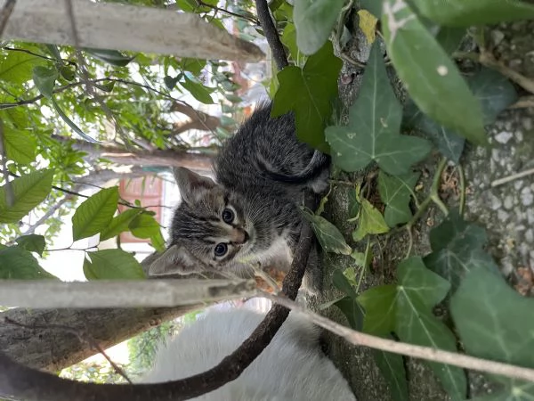 Si regalano gattini siamesi e non