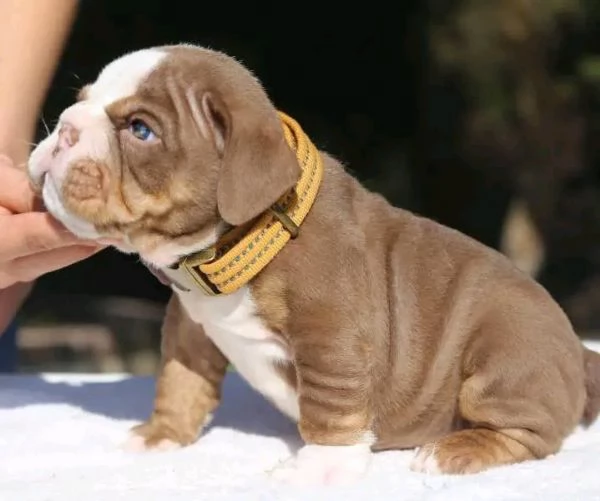 Ciao ho cuccioli di bulldog inglese maschi e femmine da adottare hanno 12 settimane e sono in rego