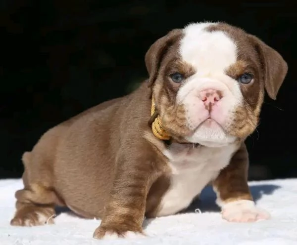 Ciao ho cuccioli di bulldog inglese maschi e femmine da adottare hanno 12 settimane e sono in rego | Foto 1