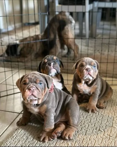 Ciao ho cuccioli di bulldog inglese maschi e femmine da adottare hanno 12 settimane e sono in rego | Foto 0