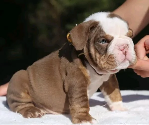 Ciao ho cuccioli di bulldog inglese maschi e femmine da adottare hanno 12 settimane e sono in rego