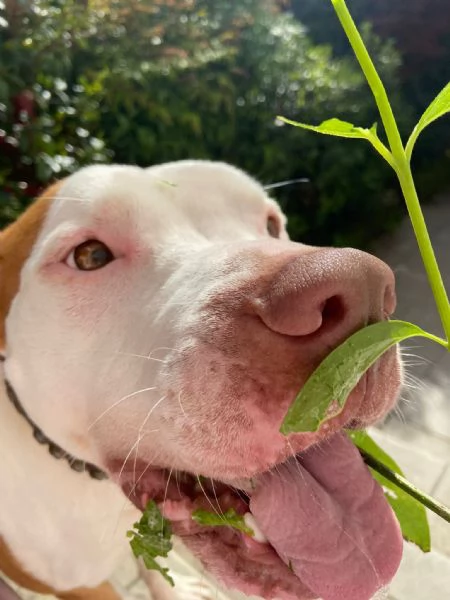 Regalo Amstaff