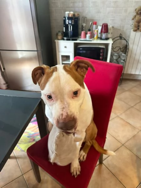 Regalo Amstaff | Foto 0