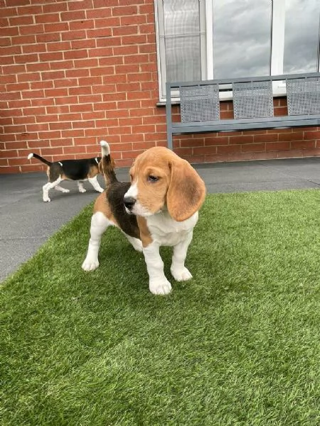 Regalo di cuccioli di Beagle maschio e femmina | Foto 2