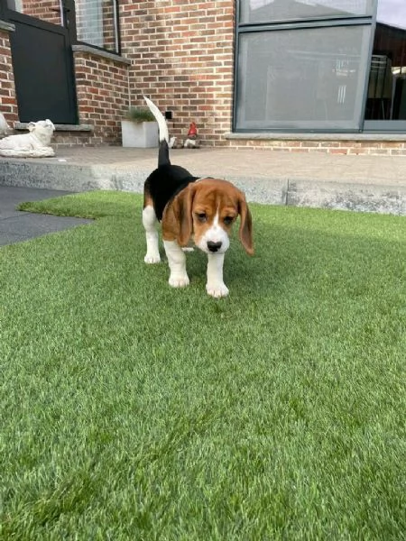 Regalo di cuccioli di Beagle maschio e femmina | Foto 1