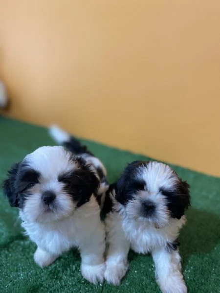 Regalo di cuccioli di Shitzu maschio e femmina | Foto 0
