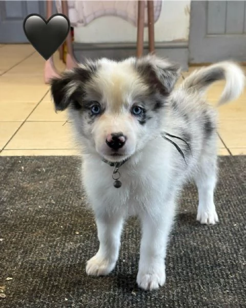 Regalo di cuccioli di Border Collie maschio e femmina