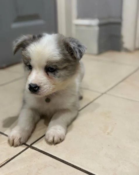 Regalo di cuccioli di Border Collie maschio e femmina | Foto 0