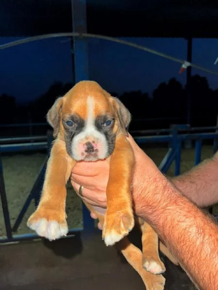 Regalo di cuccioli di Boxer maschio e femmina | Foto 3