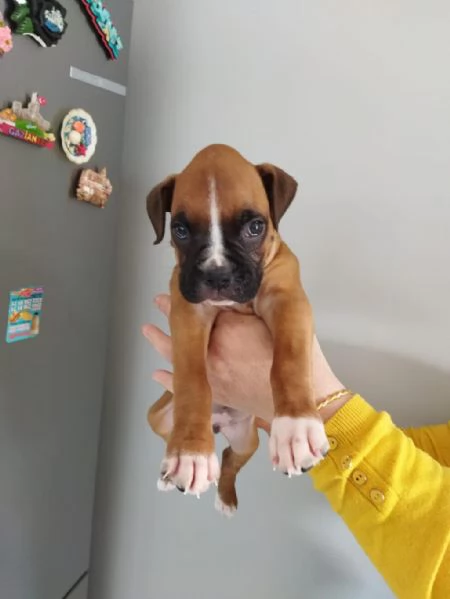 Regalo di cuccioli di Boxer maschio e femmina | Foto 2