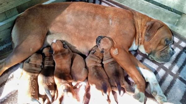 Regalo di cuccioli di Boxer maschio e femmina | Foto 0
