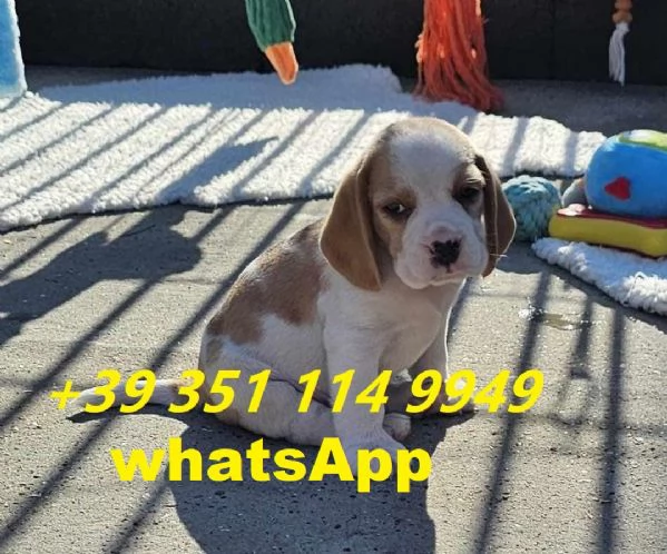 regalare i nostri cuccioli di beagle maschio e femmina | Foto 1