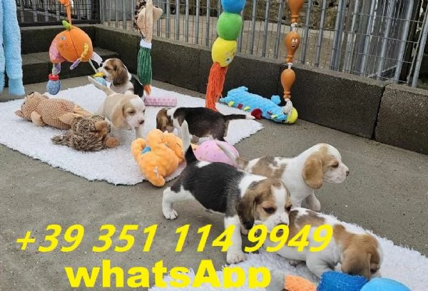 regalare i nostri cuccioli di beagle maschio e femmina