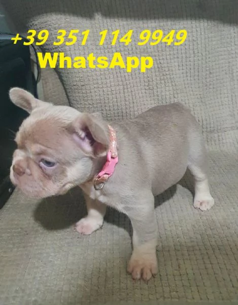 regalare i nostri cuccioli di bulldog francese maschio e femmina | Foto 2