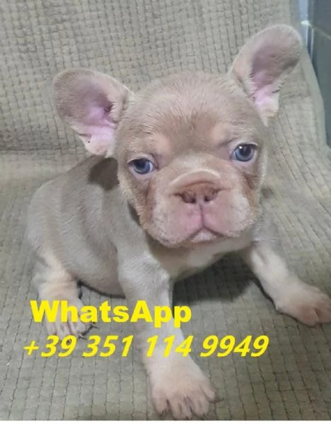 regalare i nostri cuccioli di bulldog francese maschio e femmina | Foto 1
