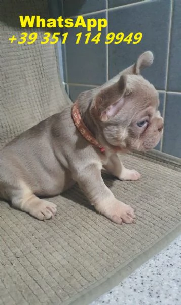 regalare i nostri cuccioli di bulldog francese maschio e femmina | Foto 0