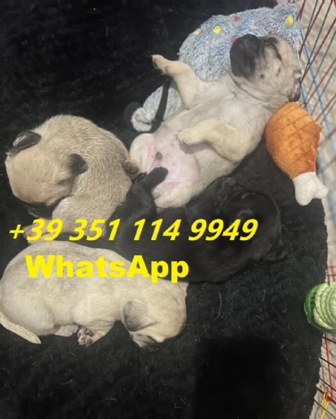 regalare i nostri cuccioli di carlino maschio e femmina | Foto 0