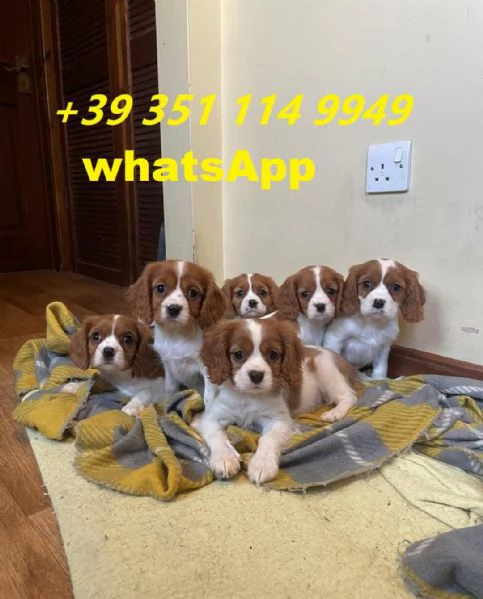 Regaliamo i nostri cuccioli di Cavalier King maschio e femmina