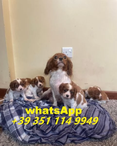 Regaliamo i nostri cuccioli di Cavalier King maschio e femmina | Foto 1