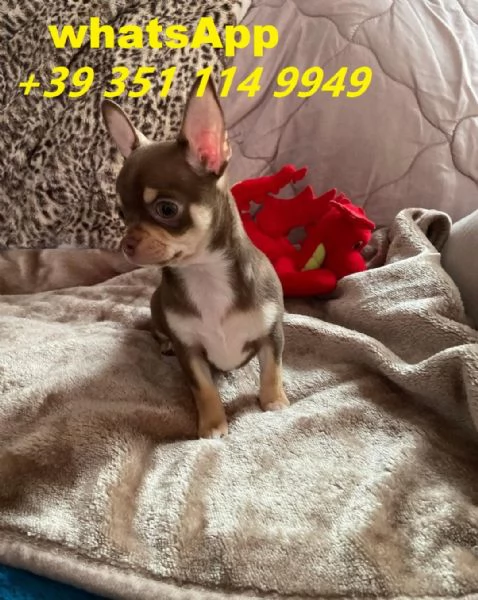 Regaliamo i nostri cuccioli di Chihuahua maschio e femmina | Foto 1