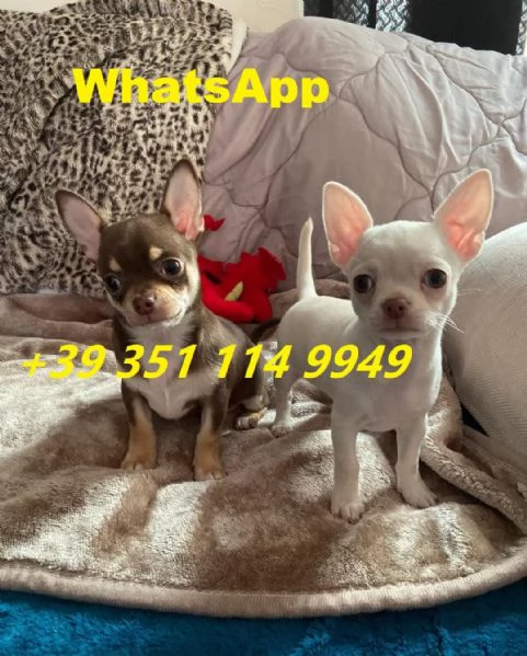 Regaliamo i nostri cuccioli di Chihuahua maschio e femmina