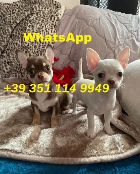 Regaliamo i nostri cuccioli di Chihuahua maschio e femmina | Foto 0