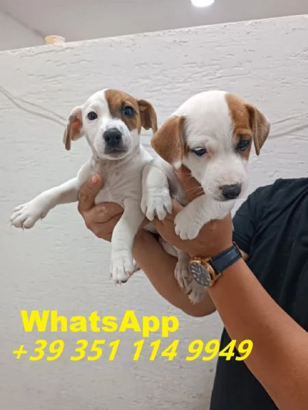 Regaliamo i nostri cuccioli di Jack Russel maschio e femmina | Foto 2