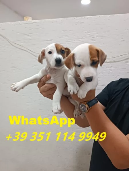 Regaliamo i nostri cuccioli di Jack Russel maschio e femmina