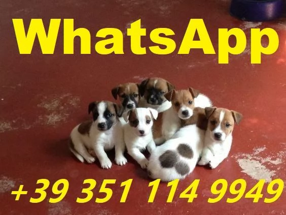 Regaliamo i nostri cuccioli di Jack Russel maschio e femmina | Foto 0