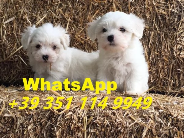 Regaliamo i nostri cuccioli di Maltese maschio e femmina | Foto 2